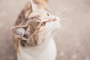 katt
